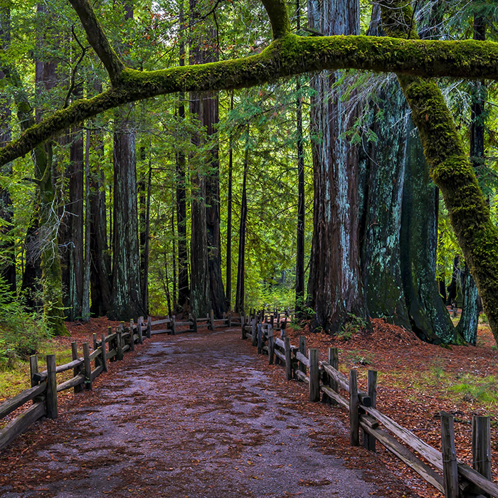 Redwood trees in Big Basin State Park