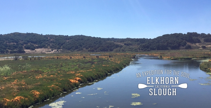 Elkhorn Slough, CA