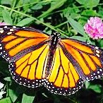 Monarch