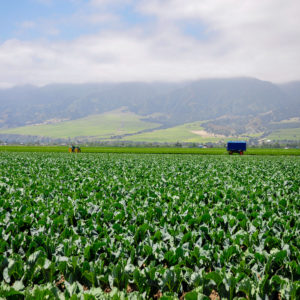 Field and Tractor